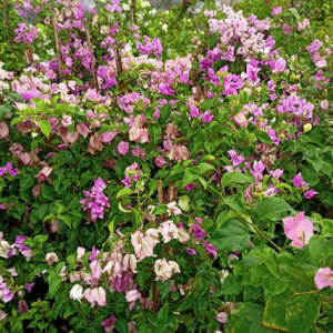 Chậu cây giống hoa giấy tím tuyết dạng bụi size chậu c11