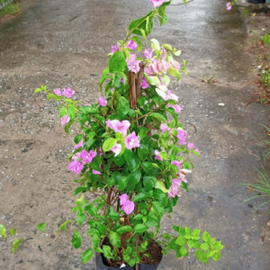 Chậu cây giống hoa giấy tím tuyết dạng bụi size chậu c11