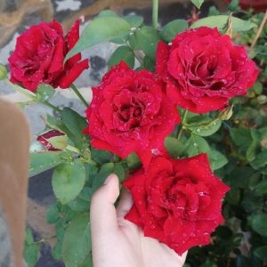 [Cây giống hoa] Hồng nhung Sa Đéc size chậu C9 - CayGiongTot