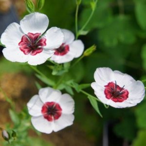 Gói 0.5GR hạt giống hoa Lanh Nhiều Màu (hoa Lanh)