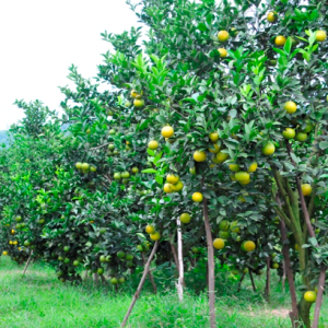 Gói 25gr Borozinc tăng cường đậu trái, chống rụng trái non