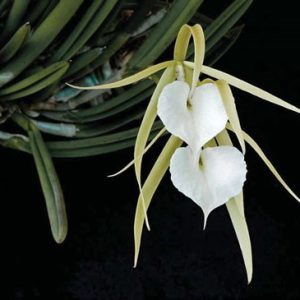 Chậu cây lan Brass - Nữ Hoàng Bóng Đêm  hoa TRẮNG