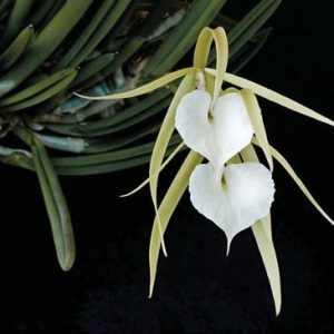 Chậu cây lan Brass - Nữ Hoàng Bóng Đêm  hoa TRẮNG