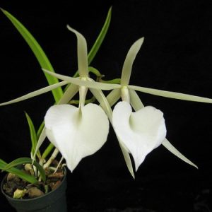 Chậu cây lan Brass - Nữ Hoàng Bóng Đêm  hoa TRẮNG