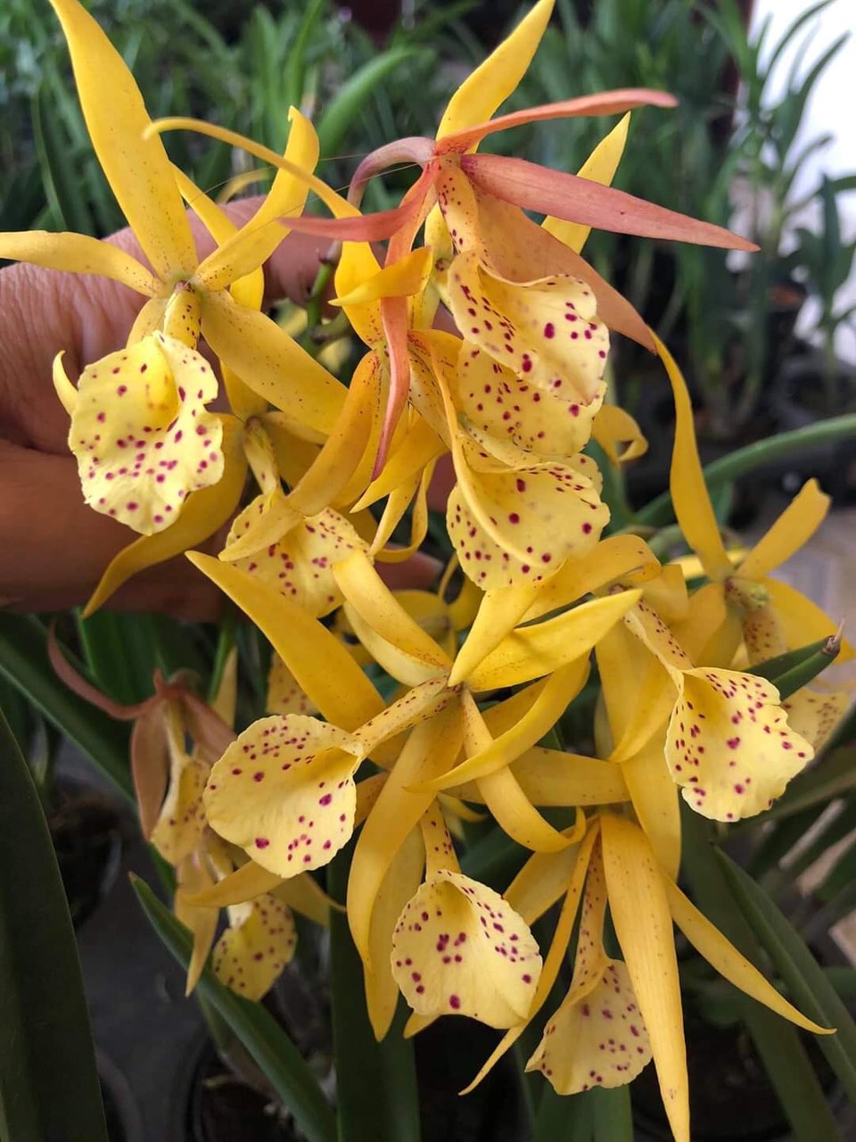 Chậu cây lan Brass - Nữ Hoàng Bóng Đêm hoa VÀNG