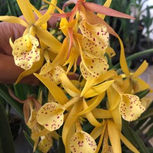 Chậu cây lan Brass - Nữ Hoàng Bóng Đêm hoa VÀNG