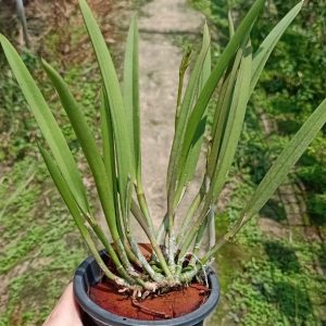 Chậu cây lan Brass - Nữ Hoàng Bóng Đêm hoa VÀNG