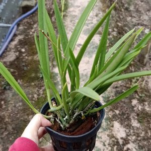 Chậu cây lan Brass - Nữ Hoàng Bóng Đêm  hoa TRẮNG