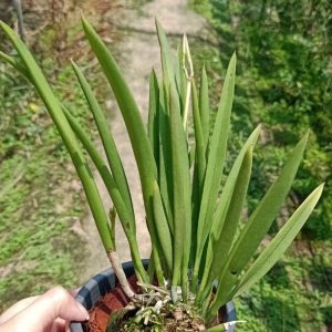 Chậu cây lan Brass - Nữ Hoàng Bóng Đêm hoa VÀNG