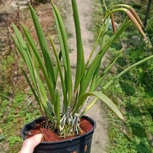 Chậu cây lan Brass - Nữ Hoàng Bóng Đêm hoa VÀNG