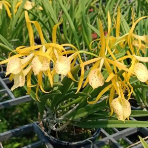 Chậu cây lan Brass - Nữ Hoàng Bóng Đêm hoa VÀNG