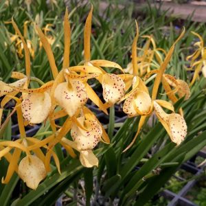 Chậu cây lan Brass - Nữ Hoàng Bóng Đêm hoa VÀNG