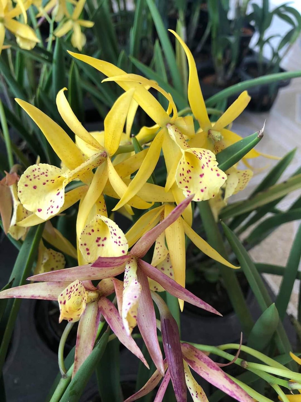 Chậu cây lan Brass - Nữ Hoàng Bóng Đêm hoa VÀNG