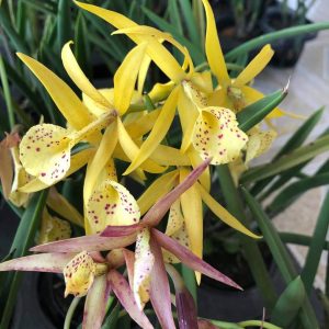 Chậu cây lan Brass - Nữ Hoàng Bóng Đêm hoa VÀNG