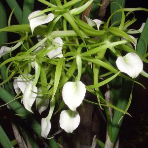 Chậu cây lan Brass - Nữ Hoàng Bóng Đêm  hoa TRẮNG