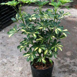 Cây giống Cây ngũ gia bì cẩm thạch - CayGiongTot