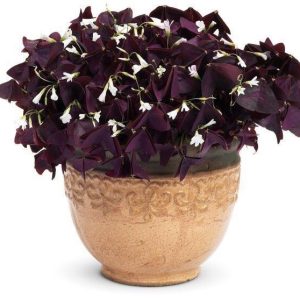 Combo 3 Củ giống hoa bướm đêm Cây cực dễ trồng ít chăm sóc, ra hoa quanh năm