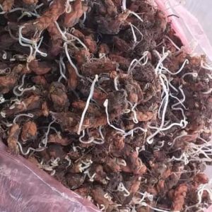 Combo 3 Củ giống hoa bướm đêm Cây cực dễ trồng ít chăm sóc, ra hoa quanh năm