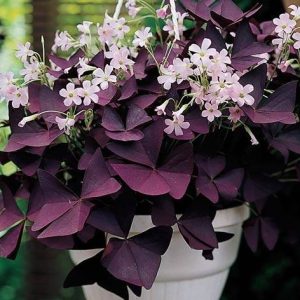 Combo 3 Củ giống hoa bướm đêm Cây cực dễ trồng ít chăm sóc, ra hoa quanh năm