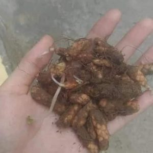 Combo 3 Củ giống hoa bướm đêm Cây cực dễ trồng ít chăm sóc, ra hoa quanh năm