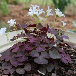 Combo 3 Củ giống hoa bướm đêm Cây cực dễ trồng ít chăm sóc, ra hoa quanh năm