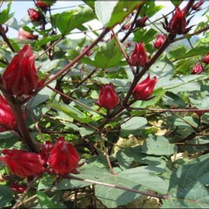 Gói 5g  hạt giống  Bụp Giấm