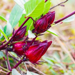 Gói 5g  hạt giống  Bụp Giấm