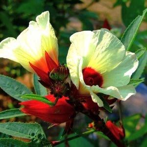 Gói 5g  hạt giống  Bụp Giấm