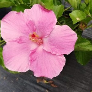 Cây hoa bông bụp (dâm bụt) thái hồng