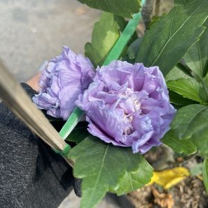 Chai 20ml phân bón lá Tano-vàng