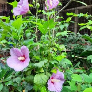 Cây hoa bông bụp (dâm bụt) đơn hoa tím