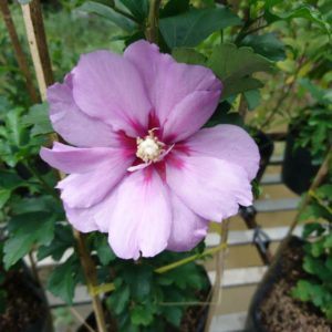 Cây hoa bông bụp (dâm bụt) đơn hoa tím