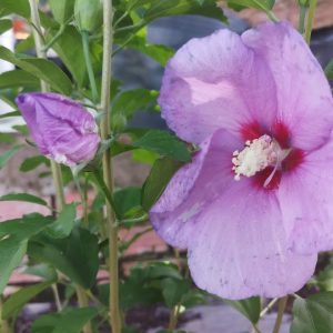 Cây hoa bông bụp (dâm bụt) đơn hoa tím