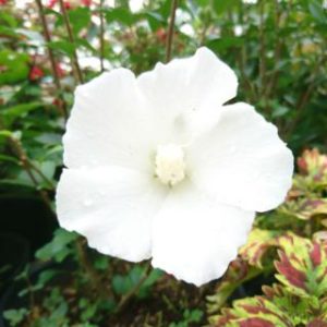 Cây hoa bông bụp (dâm bụt) đơn trắng thái