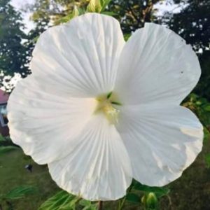 Cây hoa bông bụp (dâm bụt) đơn trắng thái