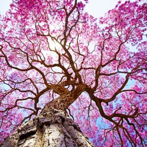 Cây giống kèn hồng, cây bóng mát, Tabebuia rosea