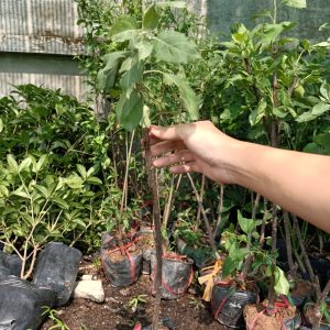 Cây giống táo đỏ, táo tây, cây bôm - Pomme