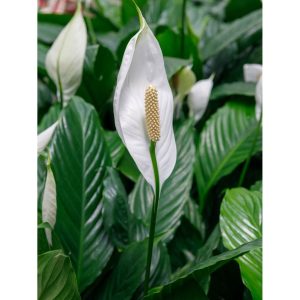 Cây giống Cây Lan Ý (đang hoa) - CayGiongTot