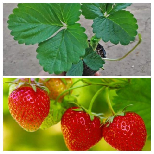 Chậu cây giống dâu Nhật lùn trồng ổn định đang sắp cho hoa hoặc đẻ ngó - Giống siêu trái chịu nhiệt cực tốt