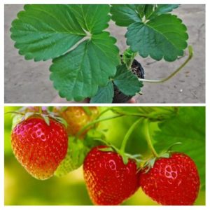 Chậu cây giống dâu Nhật lùn trồng ổn định đang sắp cho hoa hoặc đẻ ngó - Giống siêu trái chịu nhiệt cực tốt