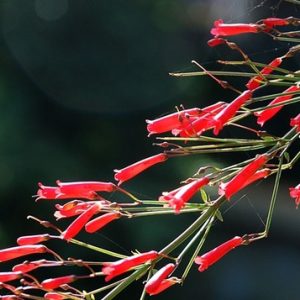 Cây liễu hoa đỏ - cây kiểng dễ chăm dế sống