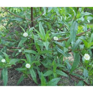 Gói 50  hạt giống Cỏ Mực Nhọ Nồi Trị Nhiều Bệnh