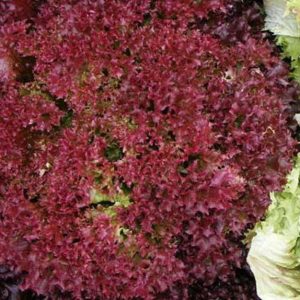 Gói 2GR hạt giống Rau Diếp Xoăn Đỏ