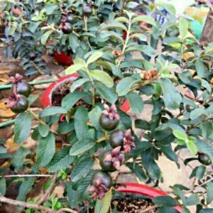 Cây giống Cây ổi rí tím (cao cỡ 40cm) - CayGiongTot