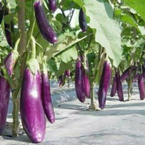 Gói 0.5GR hạt giống Cà Tím Cao Sản No 1
