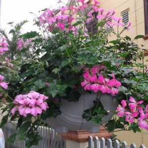 [Cây giống cấy mô] Combo 10 cây giống Hoa Phong Lữ Thảo Rũ màu hồng - hoa thơm quyến rũ và bền hoa tới 2 tuần