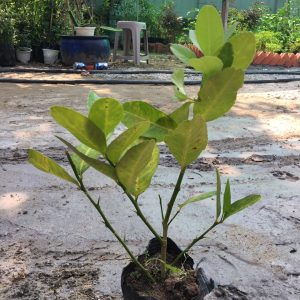 Cây giống Chanh vàng Mỹ, chanh Tây cho trái rất sai