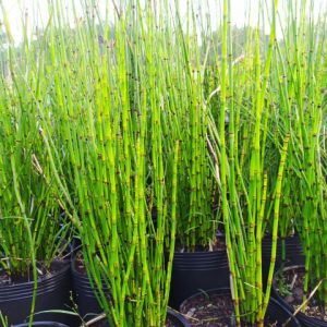 [Cây phong thủy] Thiền Trúc (Trúc không lá) - CayGiongTot