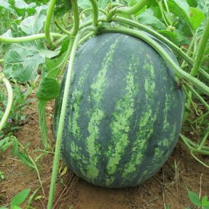 Gói 1GR hạt giống Dưa Hấu Thành Long F1 SV 533