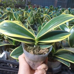 Lan Hồ điệp lá biên đột biến cây khỏe cứng cáp